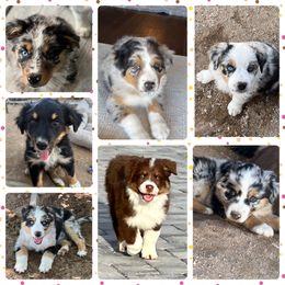 Australian Shepherd Puppies from Far Out Aussies