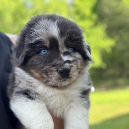 MAGIC - Red merle female Australian Shepherd puppy in Christiana, Tennessee from Vaught Family Farm