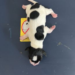 Jasper - Piebald male Dachshund puppy in Conroe, Texas from R&M Dachshunds