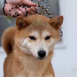 Taylor - Shiba Inu