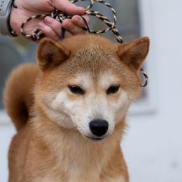 Taylor - Shiba Inu