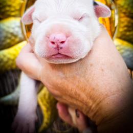 Boy 2 - male Dogo Argentino puppy in San Diego, California from Debonair Dogos