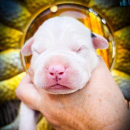 Boy 2 - male Dogo Argentino puppy in San Diego, California from Debonair Dogos