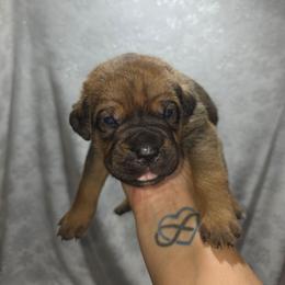 Boy 3 - Red male Cane Corso puppy in Forney, Texas from Dallas Lonestar Bullies