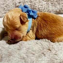 Atlas - Gold male Shih Tzu puppy in Sebring, Florida from Amarilys ShihTzus & Poodles