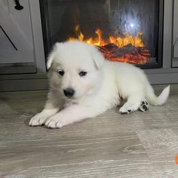 orange collar male - White Berger Blanc Suisse puppy in Valparaiso, Indiana from Foreman’s White Swiss Shepherds