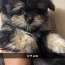 Queen - Black female Maltipoo puppy in Long Island, New York from Minipaws kennel