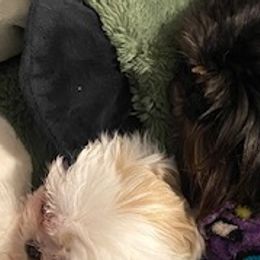 Shih Tzus from May May’s Shih Tzu’s
