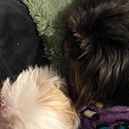 Shih Tzus from May May’s Shih Tzu’s