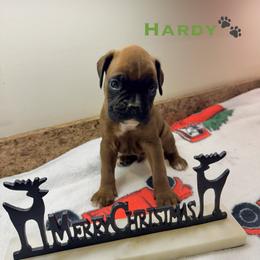 Hardy - Fawn male Boxer puppy in Cicero, New York from MK Boxer Haven of CNY