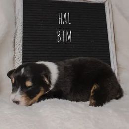 Boy 3 - male Australian Shepherd puppy in Markleville, Indiana from Take Five Aussies
