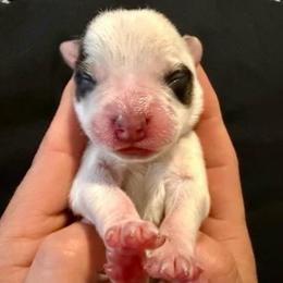 Eris - Red speckled female Australian Cattle Dog puppy in Clovis, California from Miller Australian Cattle Dogs