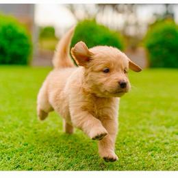 Rose ( light Pink collar ) - Golden female Golden Retriever puppy in Oregon from A Goldens First Love