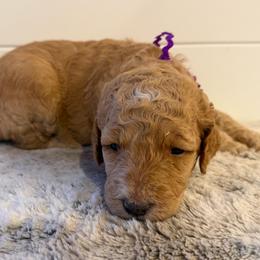 Purple Collar Girl - Red female Bernedoodle puppy in San Augustine, Texas from Vintage Doodles