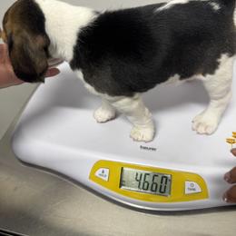 Beagle Puppies from Monica Rubianes