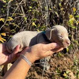 Puppy 4 - Fawn (isabella) and tan female Dachshund puppy in Riverside, California from Saddle Up Dachshunds
