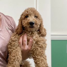 Goldendoodles from Mountain Meadows Goldendoodles