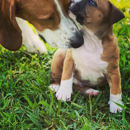 American Foxhound and American Staffordshire Terrier Puppies from Whitlow Kennel