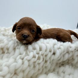 Lime Green Girl - Red  female Goldendoodle puppy in Philadelphia, Mississippi from Oakie Doodles