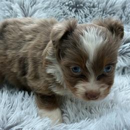 Hudson - Red merle male Toy Australian Shepherd puppy in Ambrose, Georgia from Brandilyn's Aussies