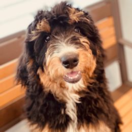 Aussiedoodles, Bernedoodles, Cavapoos, Goldendoodles, and Poodles from Huckadoodle Farm