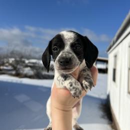 Miles - Piebald male Dachshund puppy in Nashville, Arkansas from Cuddles n Curls