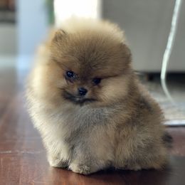 Pomeranian Puppies from Montefino Pomeranians