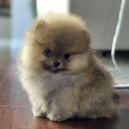 Pomeranian Puppies from Montefino Pomeranians