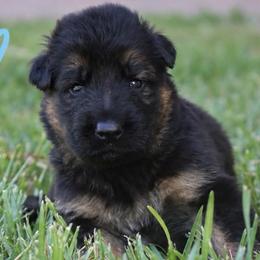 Astro - Black and red male German Shepherd puppy in Canton, Texas from WILDWOOD GERMAN SHEPHERDS