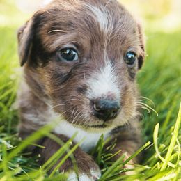 Aussiedoodle and Leopardoodle Puppies from A Puppy Crush