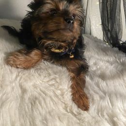 Yorkshire Terrier Puppies from Cutest AKC AZ Yorkies