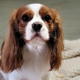 Max - Cavalier King Charles Spaniel