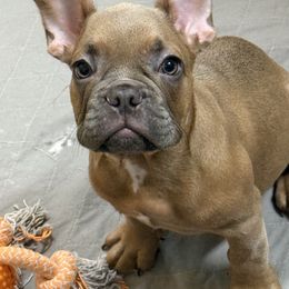 Saurus - Fawn and white male French Bulldog puppy in York, South Carolina from Furevermore Boxers and Furevermore Frenchies
