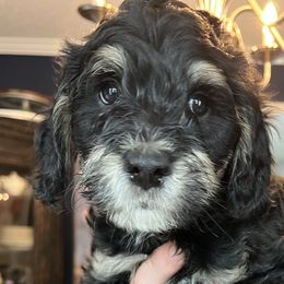 Messi - Tri-color Bernedoodle puppy in Knoxville, Tennessee from Bright Side Doodles