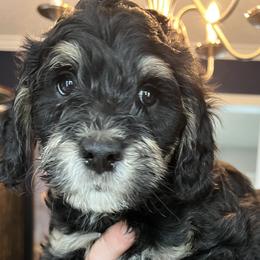 Messi - Tri-color Bernedoodle puppy in Knoxville, Tennessee from Bright Side Doodles