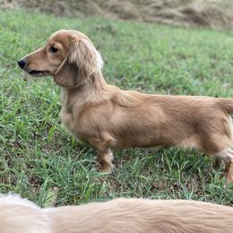 Dachshund All Grown Up from Hicks Haus Dachshunds
