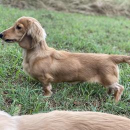 Dachshund All Grown Up from Hicks Haus Dachshunds