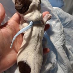 Prince Lilac - Piebald male Dachshund puppy in Pekin, Illinois from Paula's Dachsunds