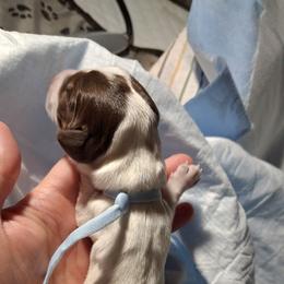Prince Lilac - Piebald male Dachshund puppy in Pekin, Illinois from Paula's Dachsunds