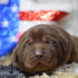 Titan - Chocolate male Labrador Retriever puppy in Gober, Texas from Trigger Time Kennels