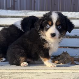Uno - Black tri male Toy Australian Shepherd puppy in Licking, Missouri from Burnett Aussies