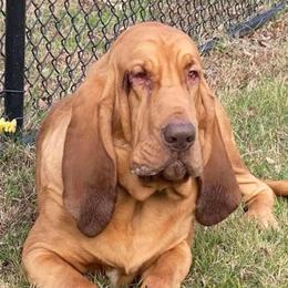 Tracker - Bloodhound
