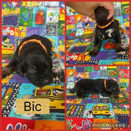 Bic - Black male Catahoula Leopard Dog puppy in Forbes, Minnesota from North Country Catahoulas