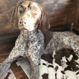 German Shorthaired Pointers from Stanford Farm