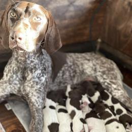 German Shorthaired Pointers from Stanford Farm
