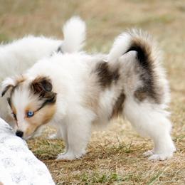 Pomsky, Shetland Sheepdog, and Toy Shetland Sheepdog Puppies from Mountain High Kennels