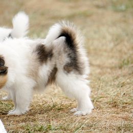 Pomsky, Shetland Sheepdog, and Toy Shetland Sheepdog Puppies from Mountain High Kennels