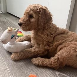 Purple - Red  male Poodle puppy in Fort Collins, Colorado from Solstice Standards