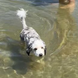 Bonnie - Aussiedoodle