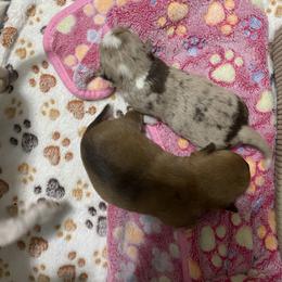 Chihuahua Puppies from raven russell